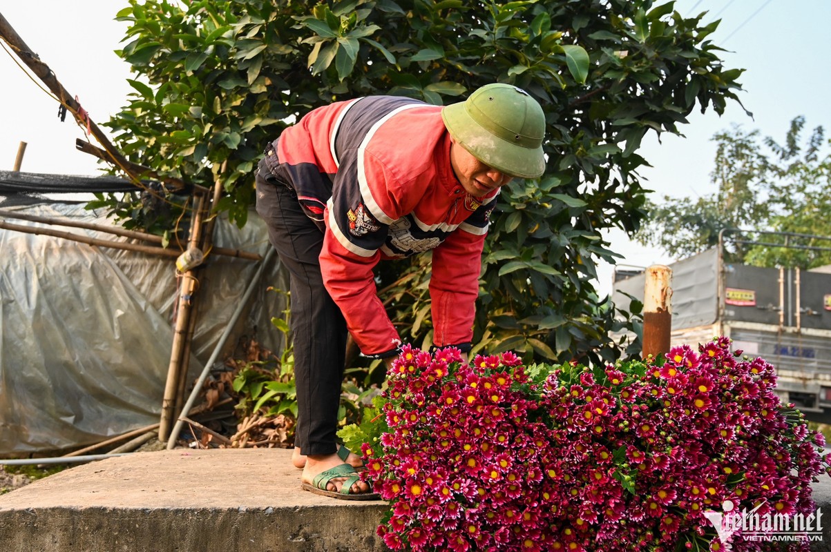 Hoa khong du ban, nguoi dan Tay Tuu gieo luon giong moi sau thu hoach-Hinh-10