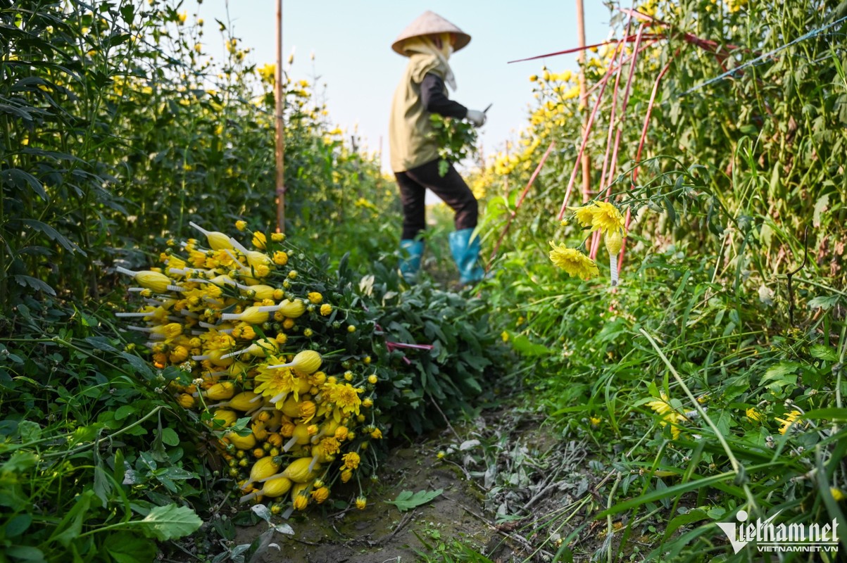 Hoa khong du ban, nguoi dan Tay Tuu gieo luon giong moi sau thu hoach-Hinh-4