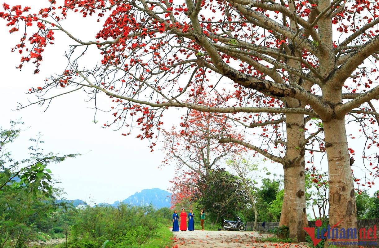 Hoa gao no do ruc giua long TP Thanh Hoa