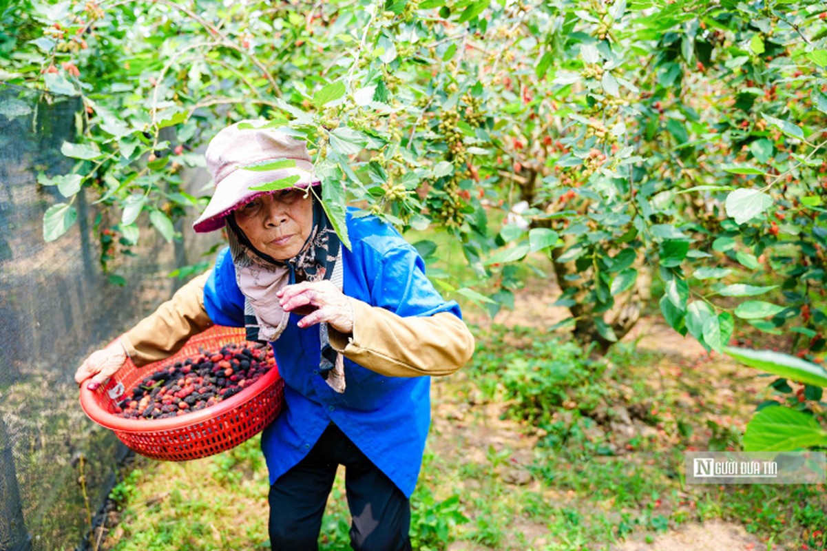 Tat bat thu hoach dau tam o ngoai thanh Ha Noi-Hinh-10