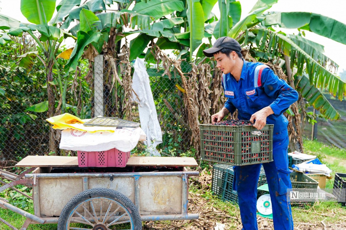 Tat bat thu hoach dau tam o ngoai thanh Ha Noi-Hinh-12