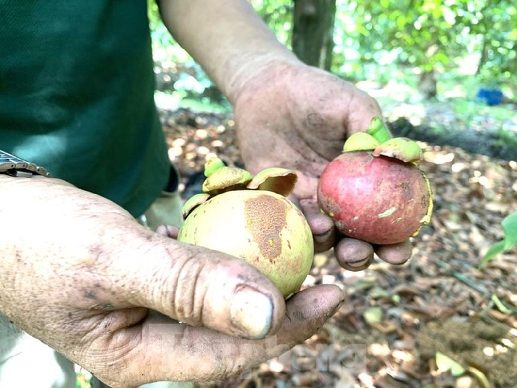 Nong dan trung dam mang cut, cong nhan di hai, got thue kiem tien-Hinh-7