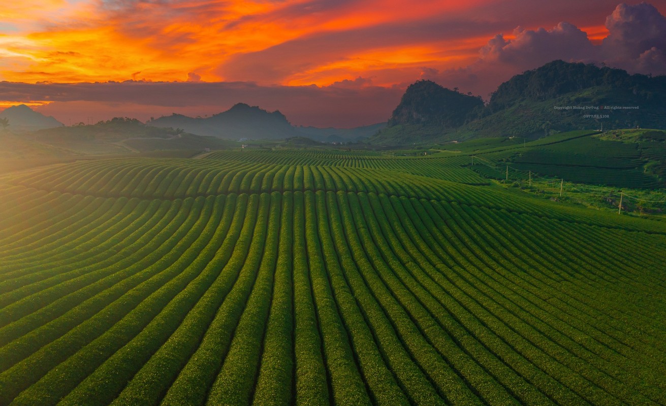 Mua hai che o Moc Chau, du khach san hoang hon dep 