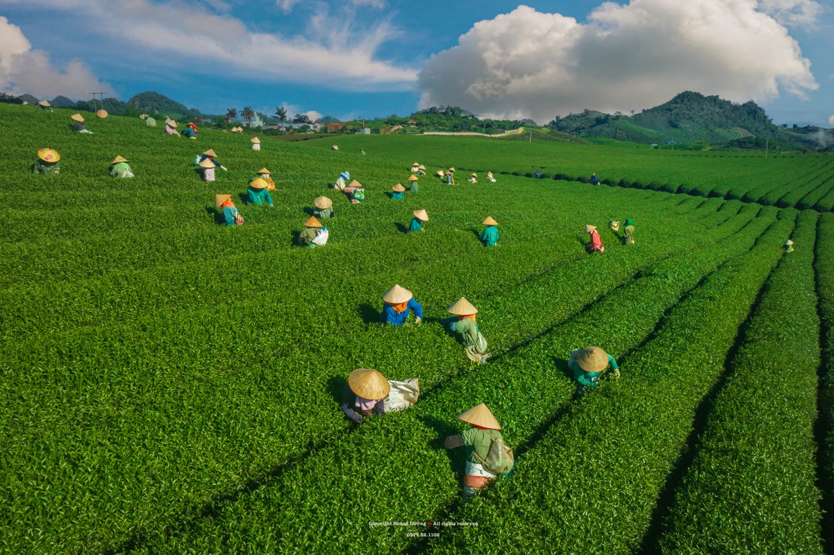 Mua hai che o Moc Chau, du khach san hoang hon dep 