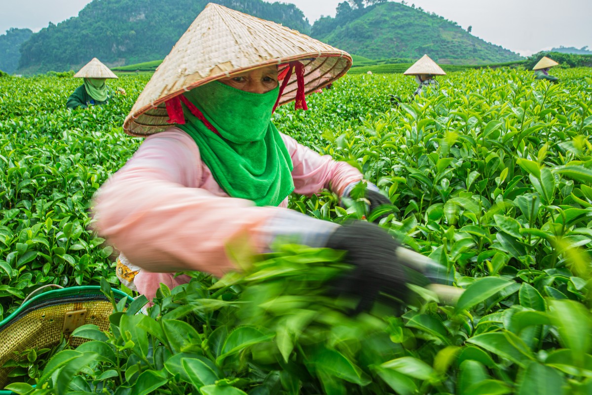 Mua hai che o Moc Chau, du khach san hoang hon dep 