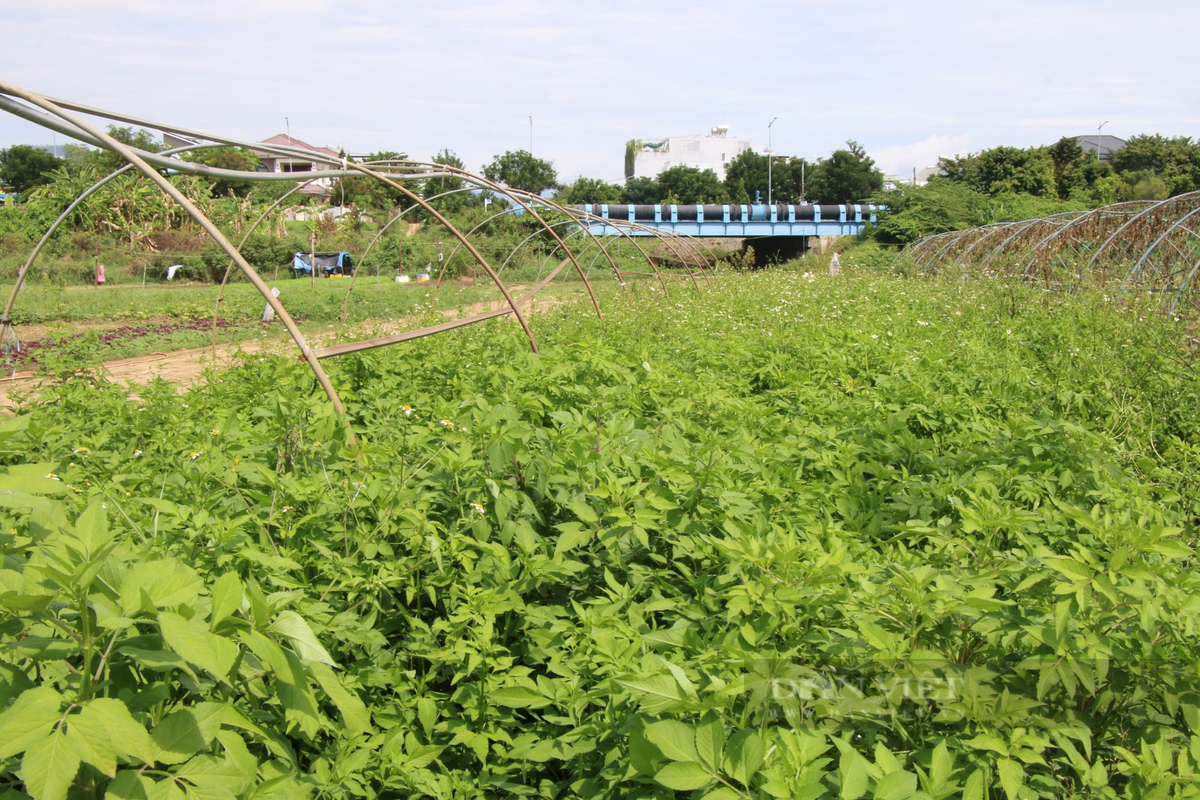 Canh tieu dieu, rau cu chet kho tai vung rau sach lon nhat Da Nang-Hinh-2