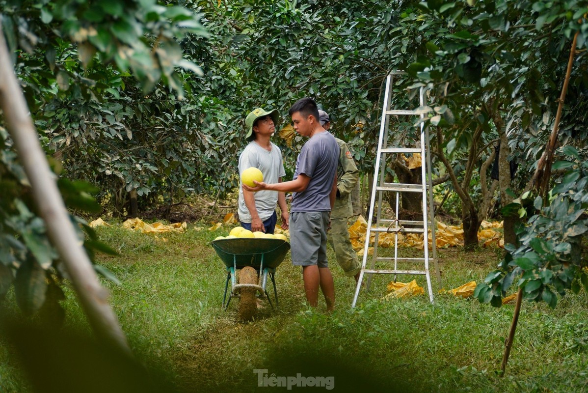 Lu rut, nguoi dan Ha Tinh voi vang thu hoach buoi dac san-Hinh-3