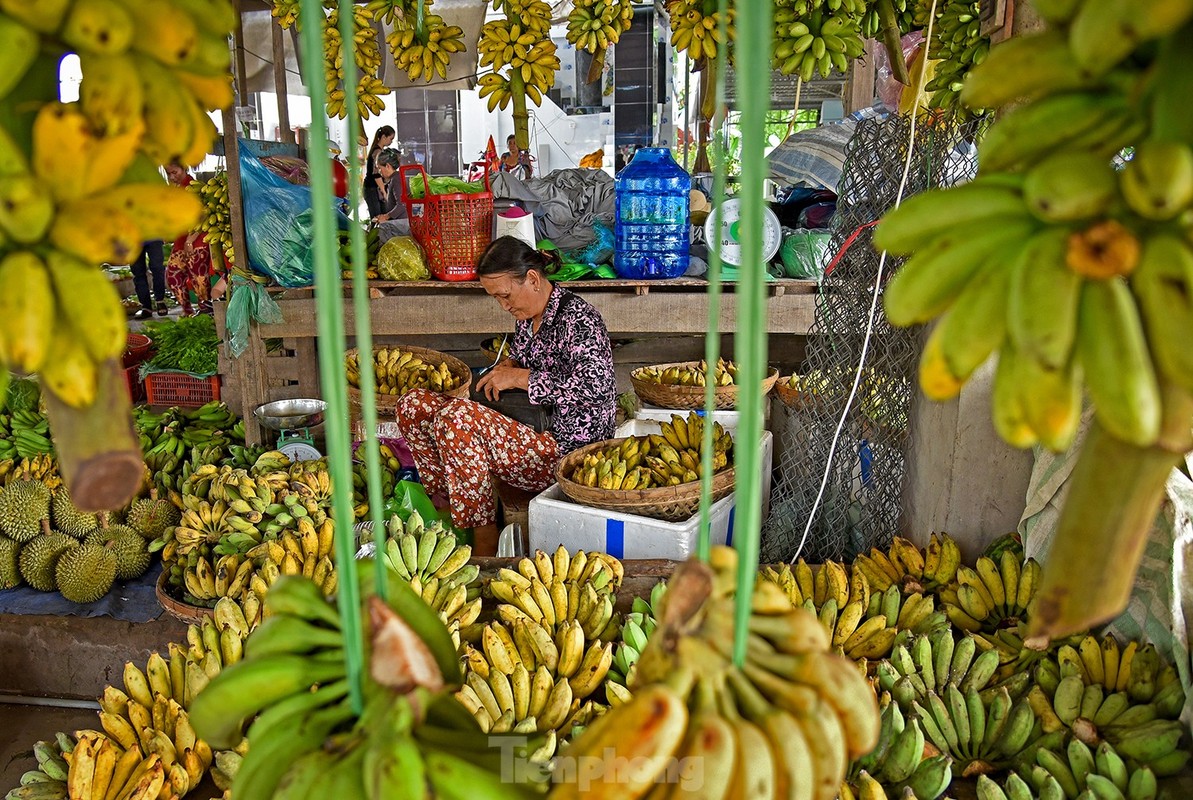 Sac mau cho 