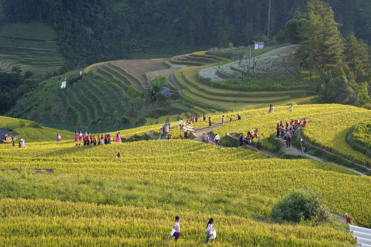 Du khach nuom nuop do ve Mu Cang Chai 