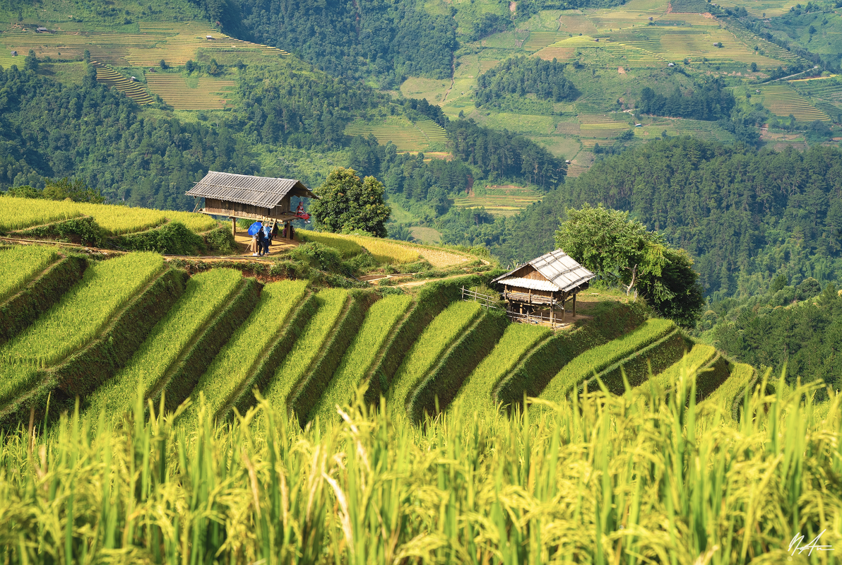 Du khach nuom nuop do ve Mu Cang Chai 