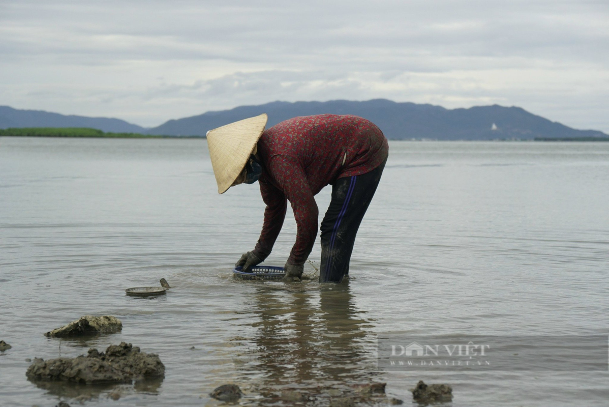 Nhung nguoi phu nu o Binh Dinh cam cuoc dao “bau vat cua troi” tren dam Thi Nai-Hinh-5