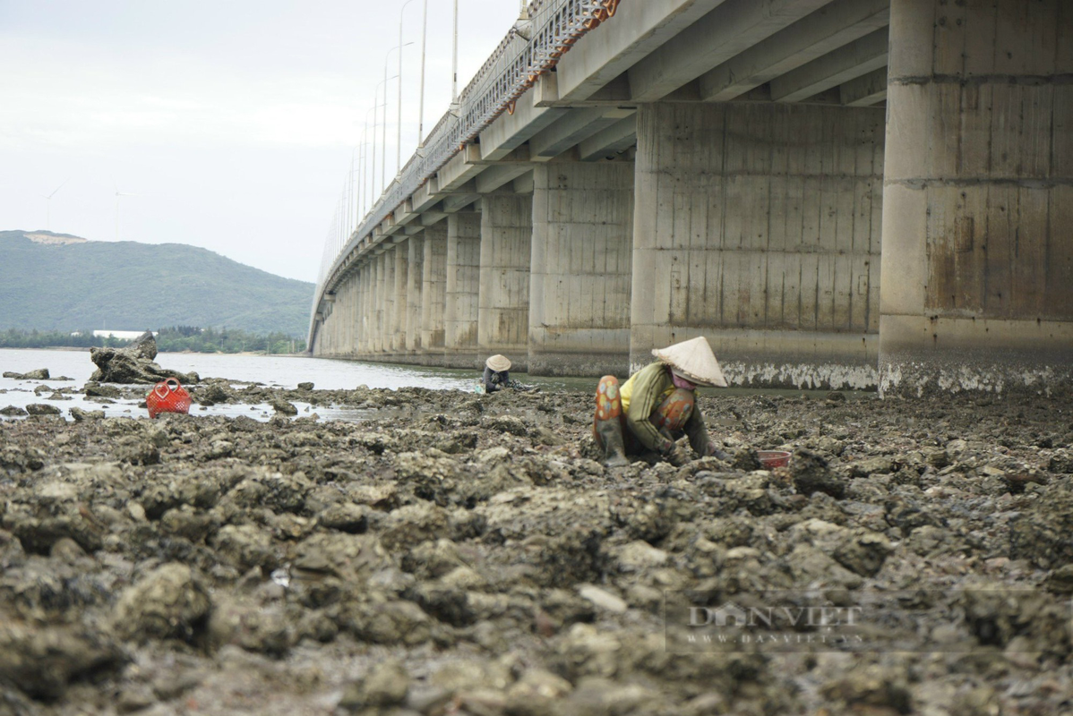 Nhung nguoi phu nu o Binh Dinh cam cuoc dao “bau vat cua troi” tren dam Thi Nai