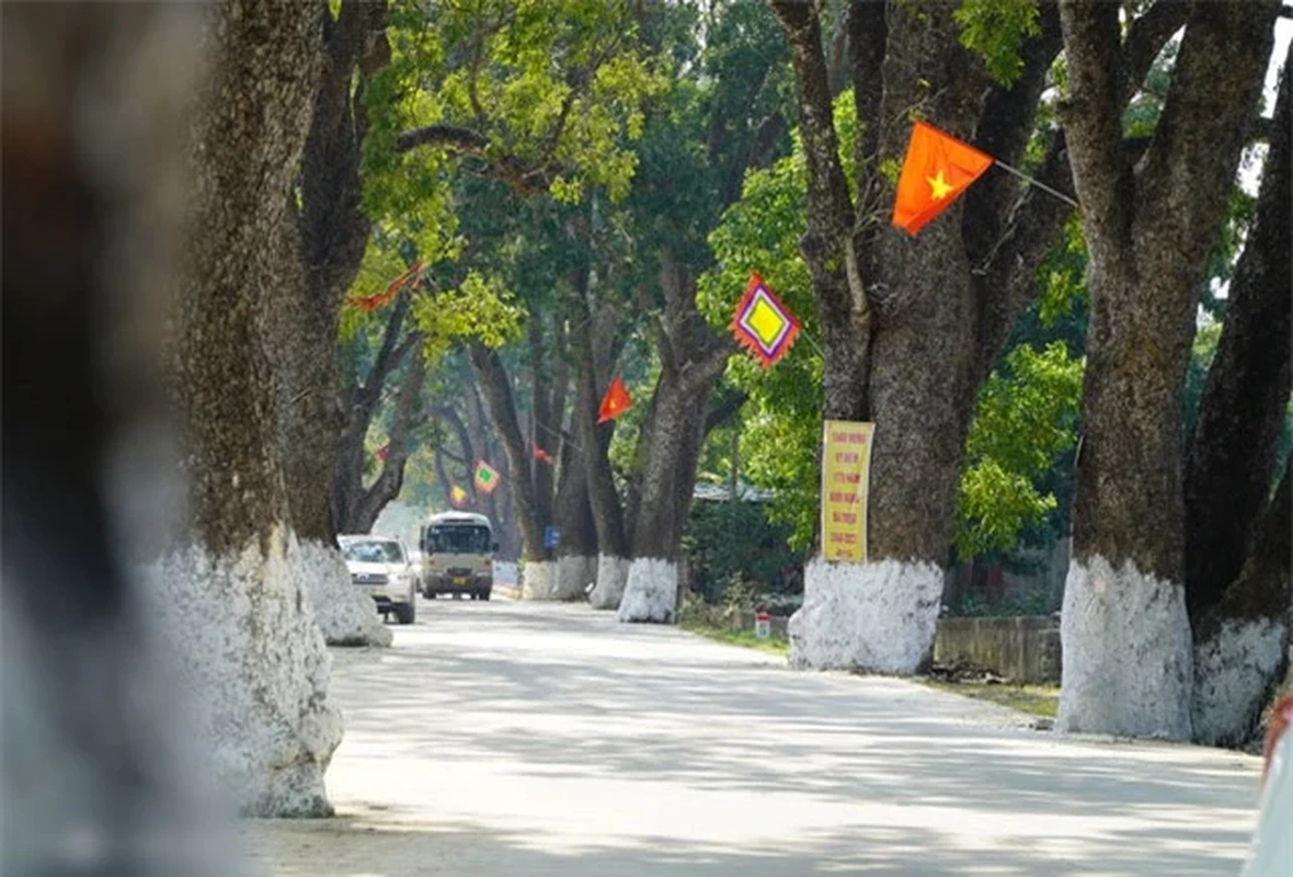 Hang xa cu co thu tram tuoi o Thanh Hoa, cay cao nhat 40m-Hinh-2