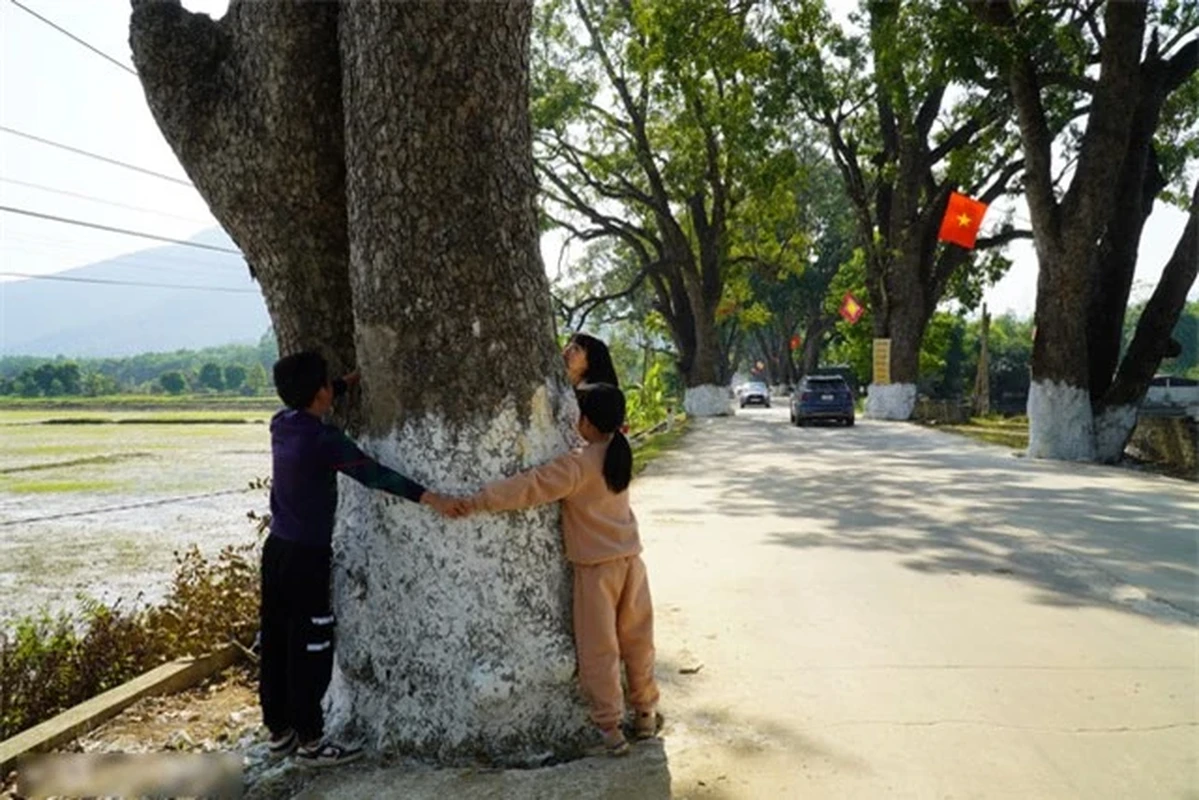 Hang xa cu co thu tram tuoi o Thanh Hoa, cay cao nhat 40m-Hinh-3