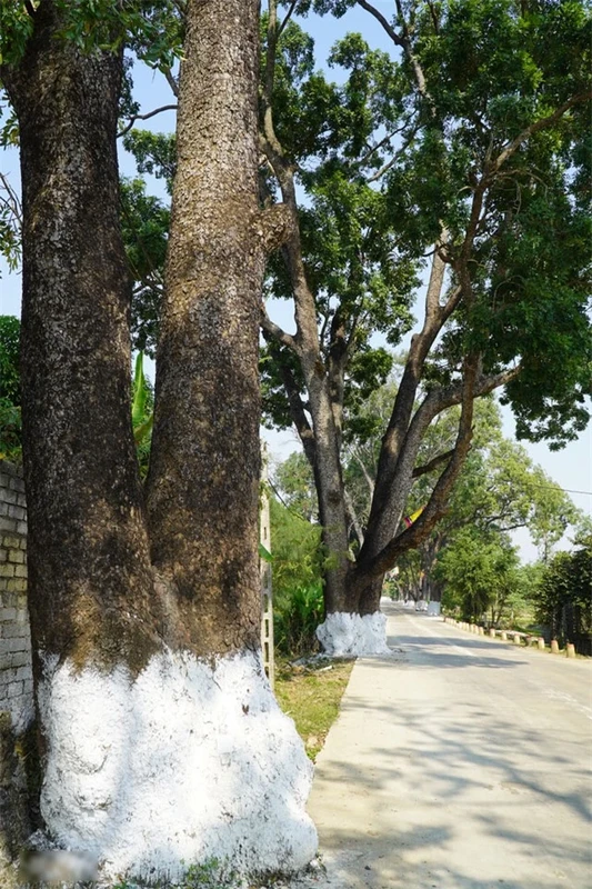 Hang xa cu co thu tram tuoi o Thanh Hoa, cay cao nhat 40m-Hinh-4