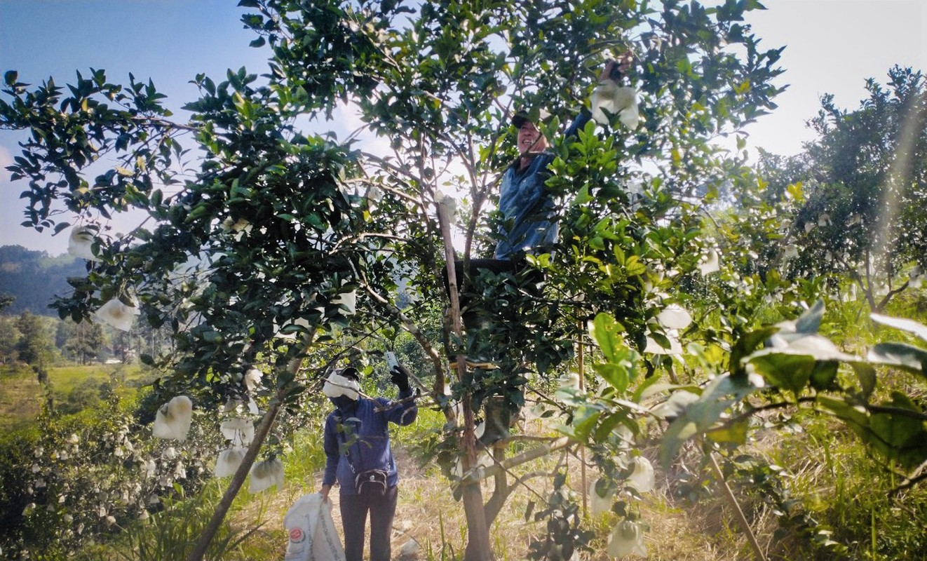 Thu phu cam Ha Tinh vao vu thu hoach, nong dan 