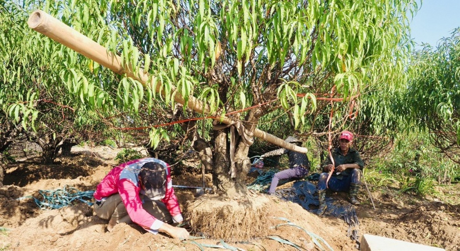 Ha Noi: Kiem bac trieu moi ngay tu viec di danh goc dao thue-Hinh-3