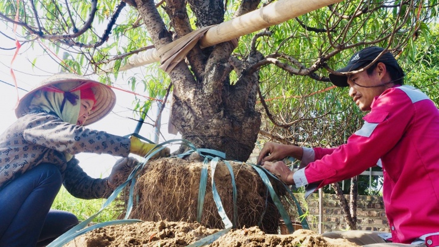 Ha Noi: Kiem bac trieu moi ngay tu viec di danh goc dao thue-Hinh-7