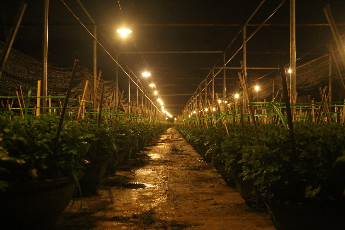 Lang hoa lon nhat Da Nang tat bat ngay dem cham vu hoa Tet-Hinh-13