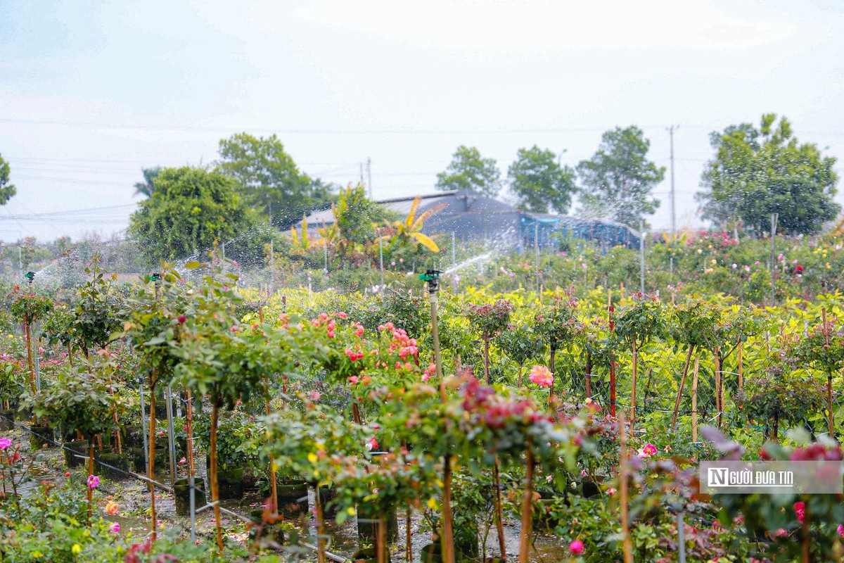 Ha Noi: Nguoi dan trong hoa Me Linh tat bat vao vu Tet-Hinh-7