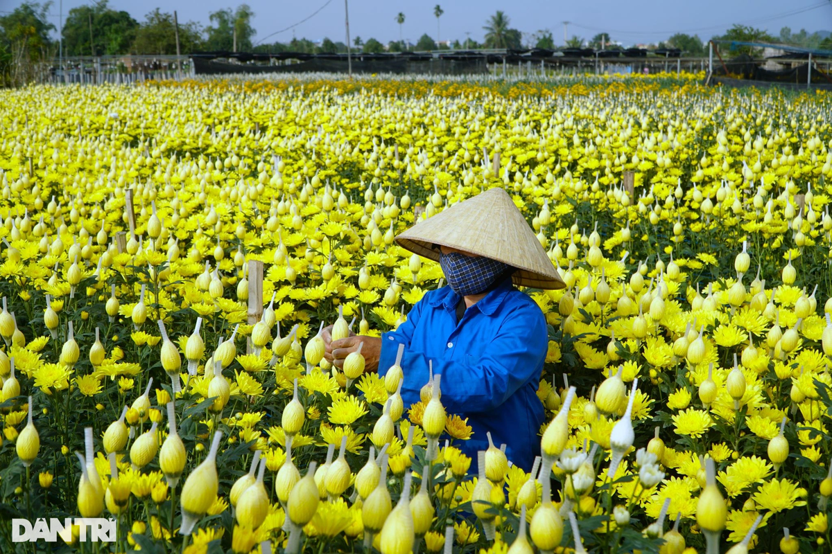 Vua hoa lon nhat xu Thanh tat bat vu Tet Nguyen dan 2024-Hinh-4