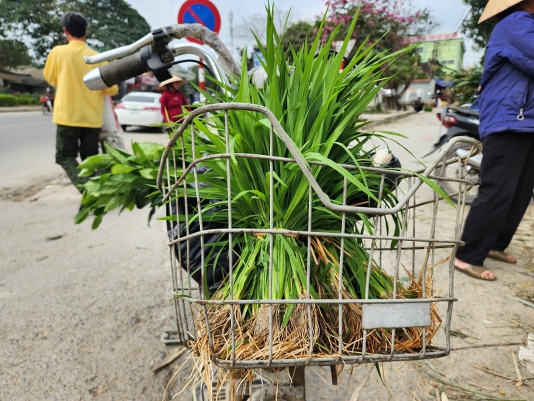 Doc la phien cho ban ma non mot nam hop vai ngay o Nghe An-Hinh-19