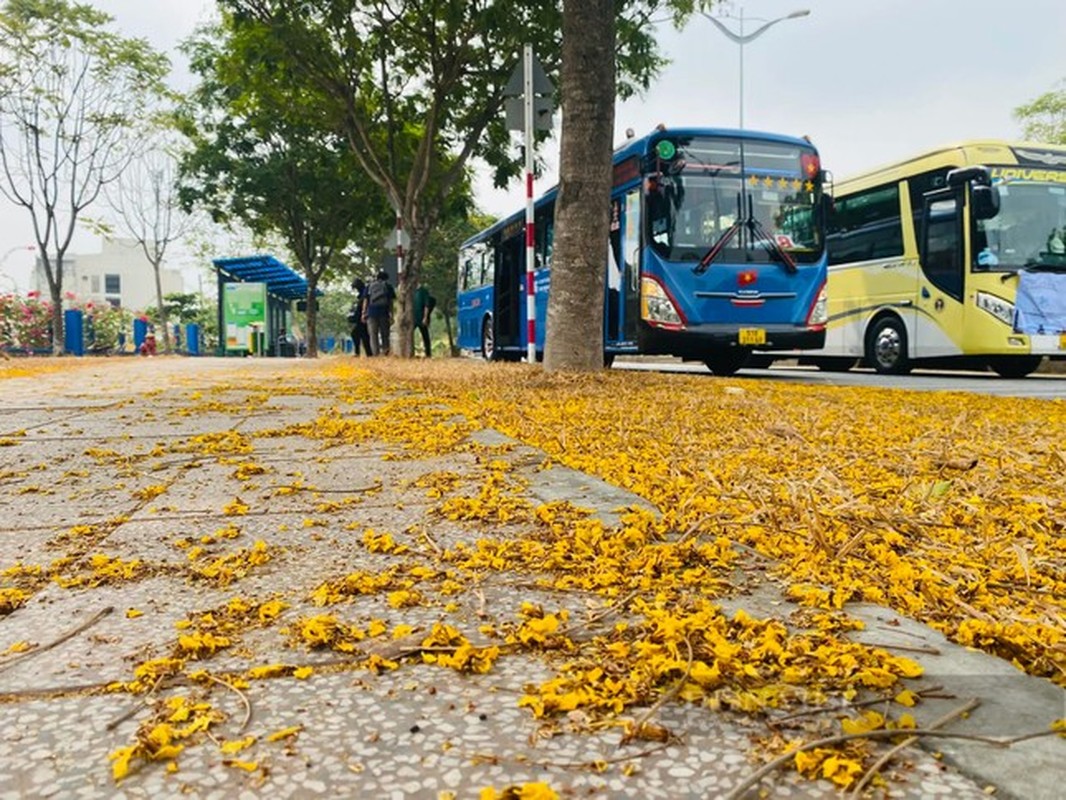 Tram tro con duong hoa giay dep nhu phim o TPHCM-Hinh-14