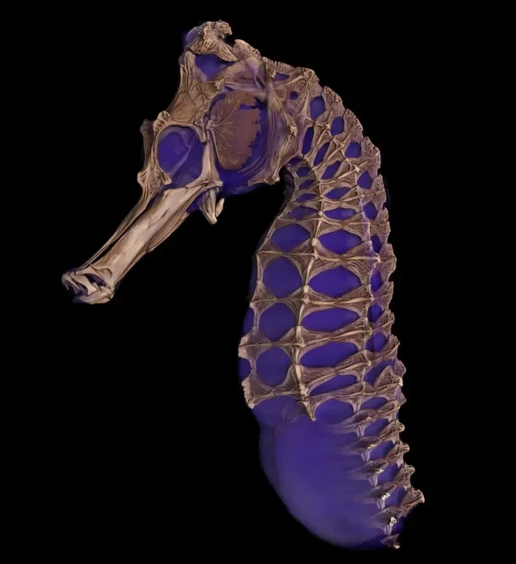 View - 	Bức ảnh tuyệt đẹp của cá ngựa, rồng Komodo qua tia X