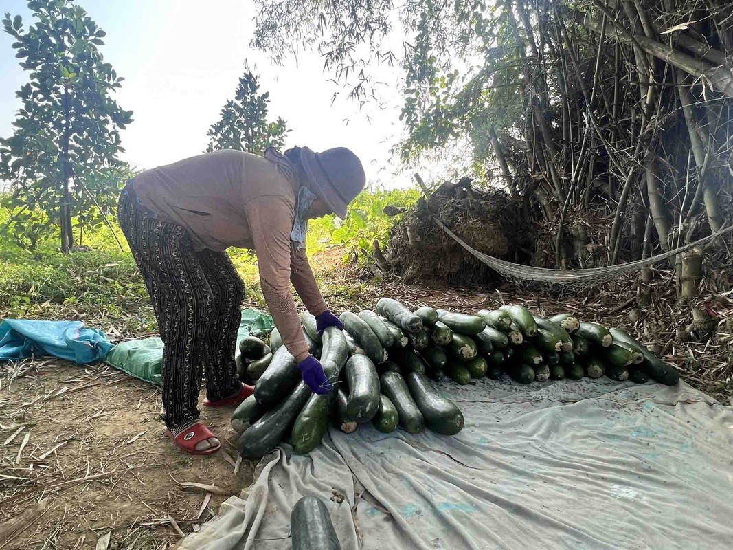 Nong dan Quang Nam lao dao voi bi dao-Hinh-10