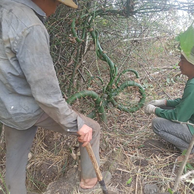 Phat hien cay tre dang doc la co mot khong hai o Tay Nguyen-Hinh-2