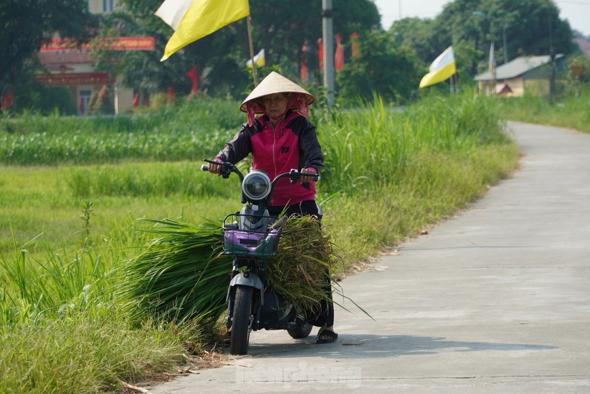 Nong dan vat va muu sinh giua nang nong dinh diem-Hinh-11