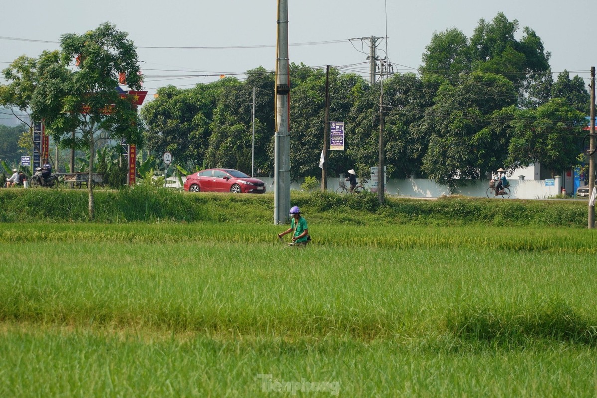 Nong dan vat va muu sinh giua nang nong dinh diem-Hinh-3