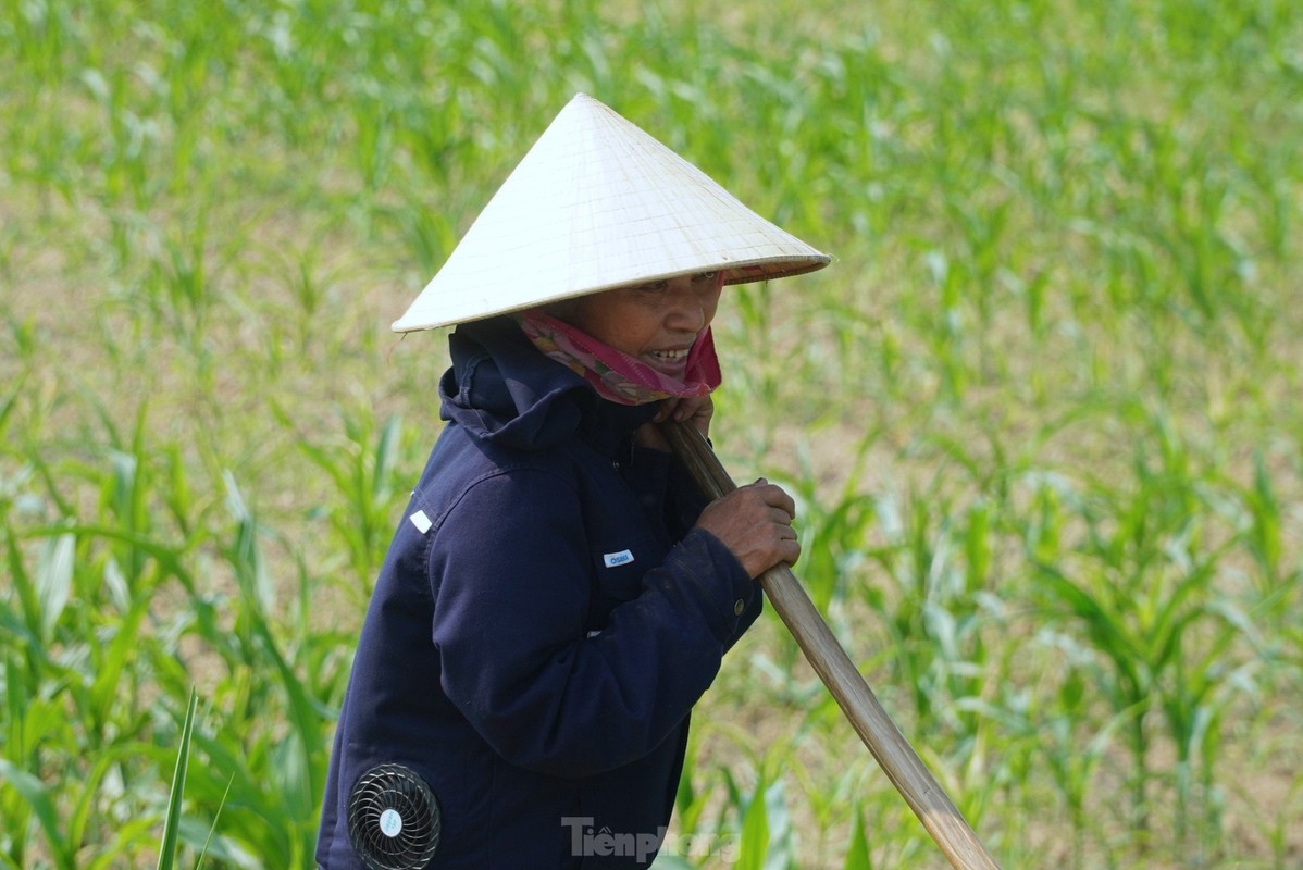 Nong dan vat va muu sinh giua nang nong dinh diem-Hinh-6