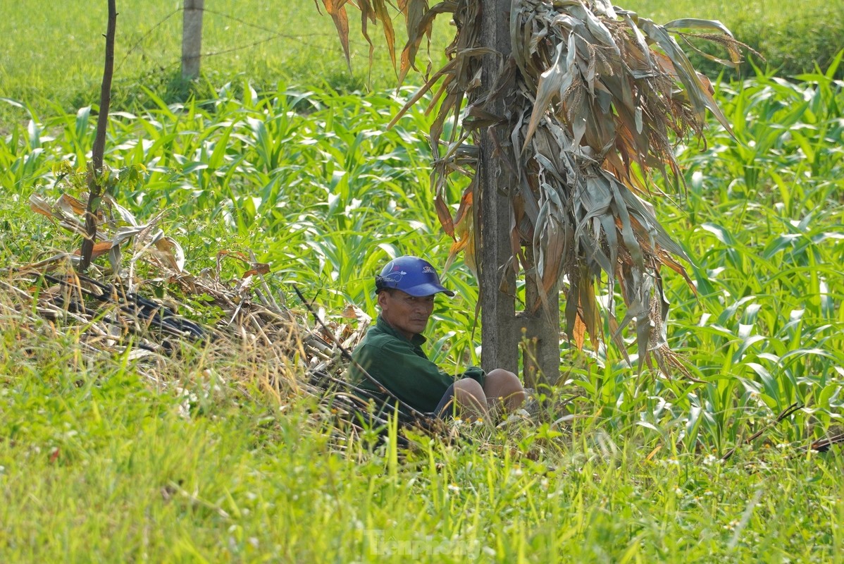 Nong dan vat va muu sinh giua nang nong dinh diem-Hinh-8