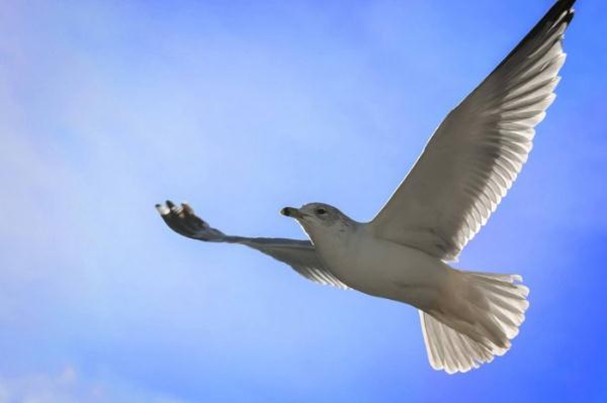 View - 	Loài chim bay vòng quanh thế giới 3 lần trong 1 năm 