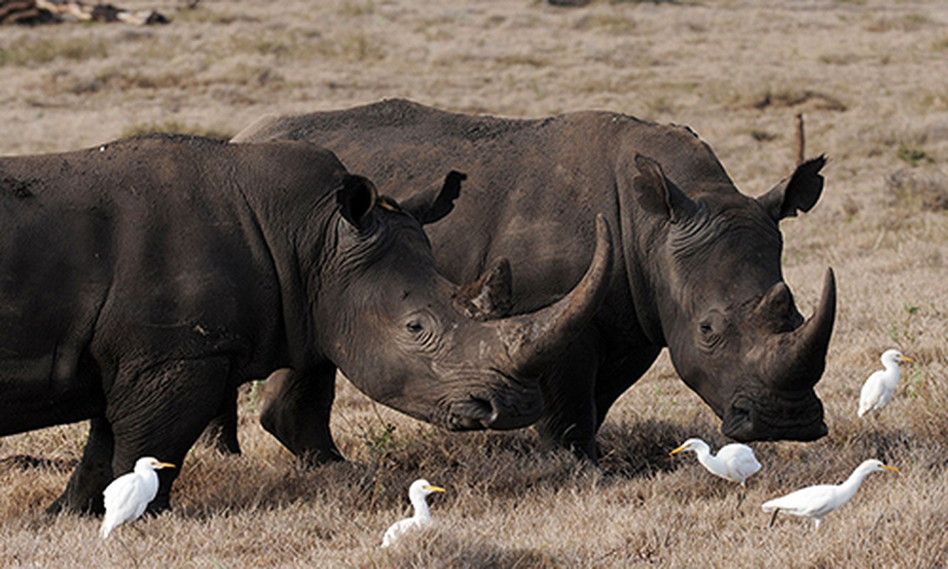 View - 	Loài tê giác hiếm nhất thế giới, sừng dài tới 1,5 mét