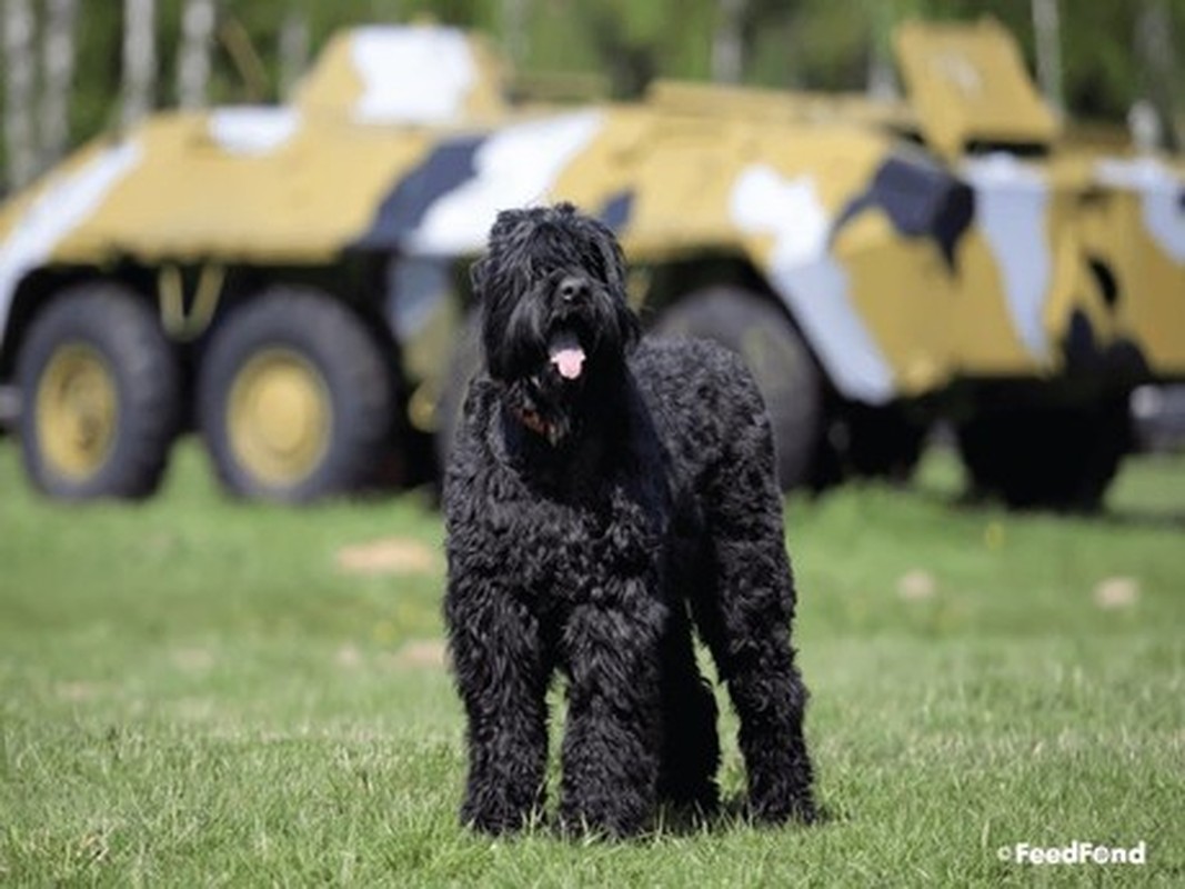 View - 	Giống chó quý hiếm được Nga dùng trong nhiệm vụ quân sự đặc biệt 