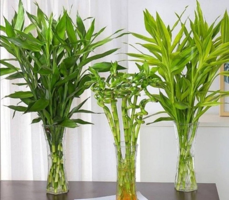 View - 	6 loại cây trồng trong nhà không khí trong lành mang lại tài lộc