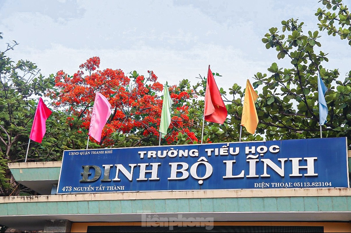 View - 	Hoa phượng bung nở rực rỡ ở Đà Nẵng