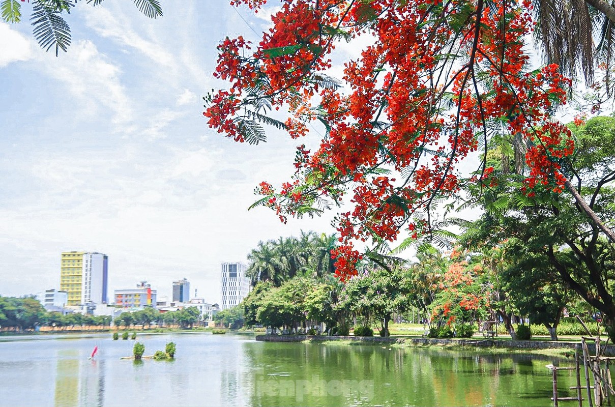 Hoa phuong bung no ruc ro o Da Nang-Hinh-12