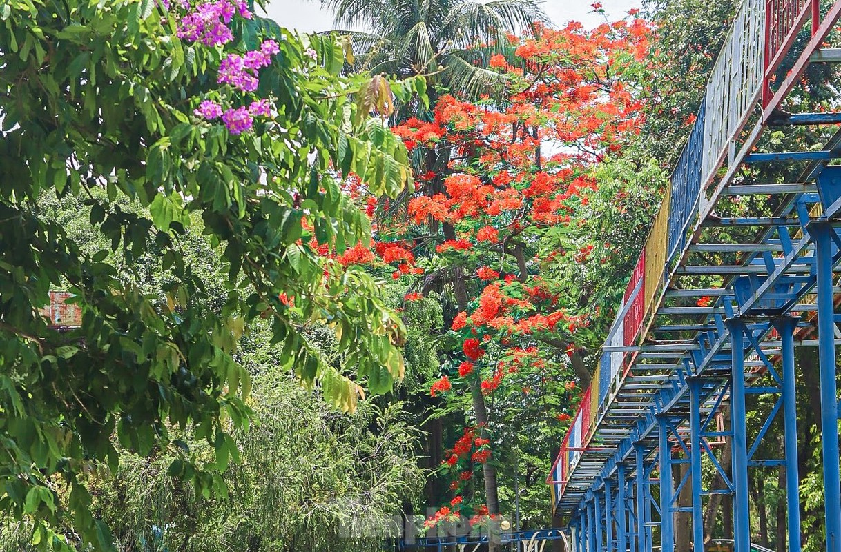 View - 	Hoa phượng bung nở rực rỡ ở Đà Nẵng