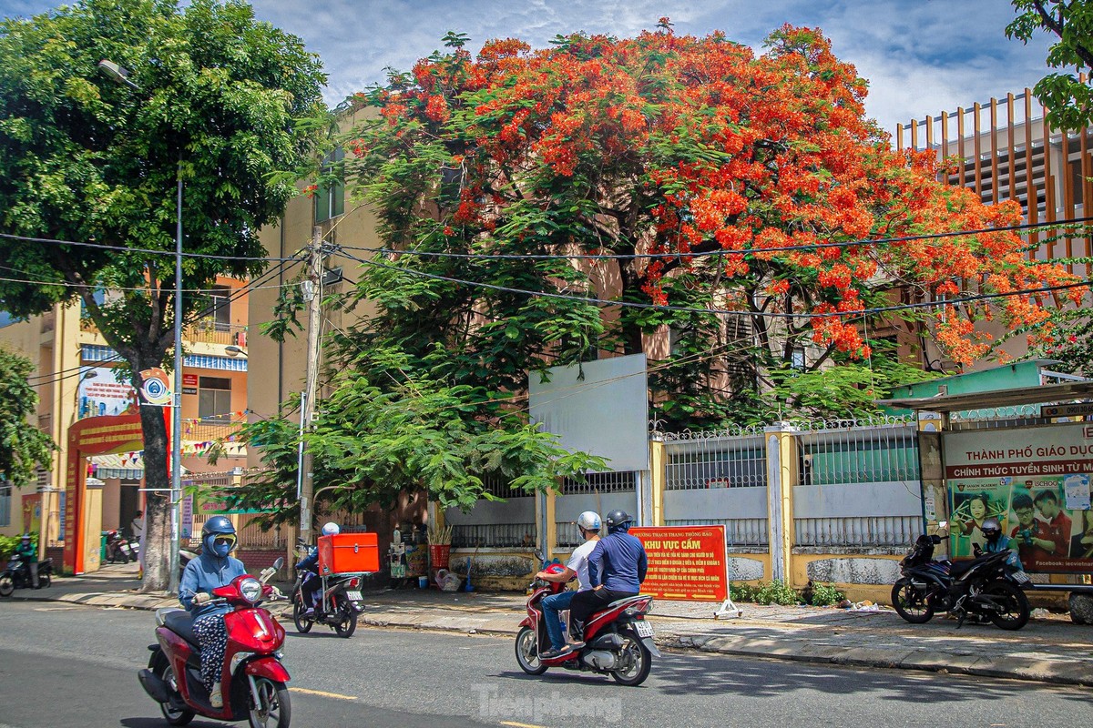 View - 	Hoa phượng bung nở rực rỡ ở Đà Nẵng