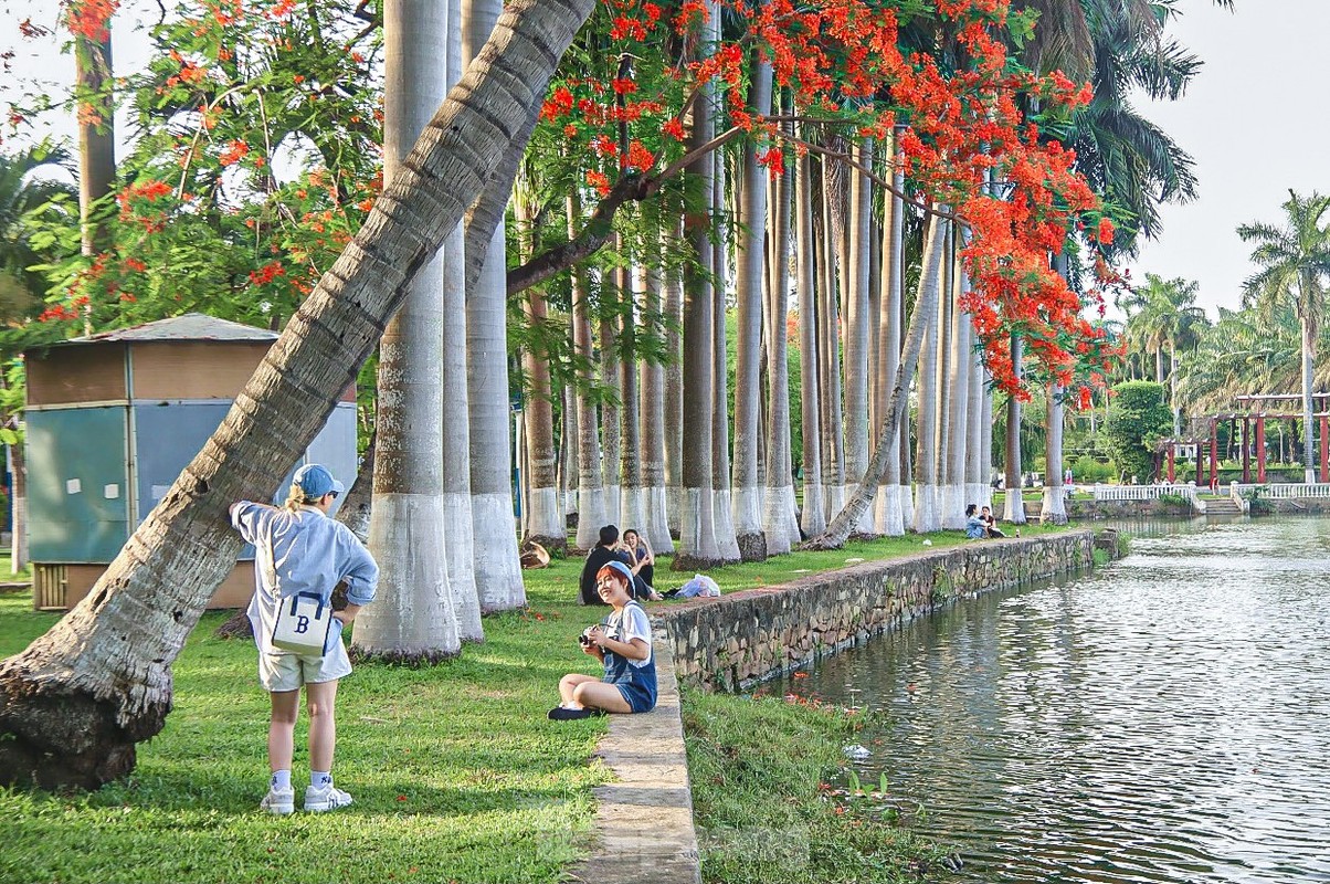 Hoa phuong bung no ruc ro o Da Nang-Hinh-8