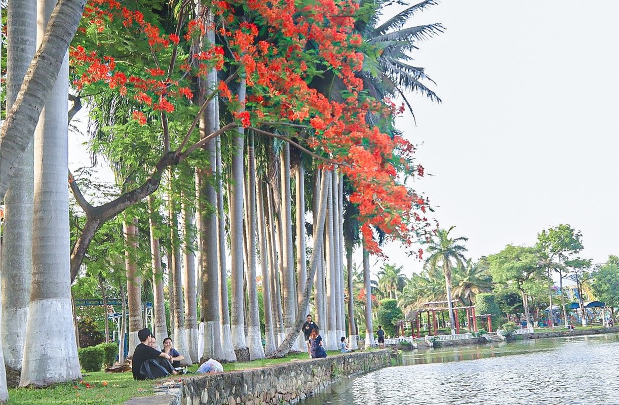View - 	Hoa phượng bung nở rực rỡ ở Đà Nẵng