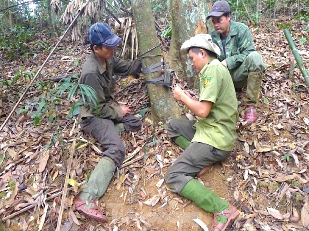 Ngam dong vat quy hiem qua bay anh trong vuon quoc gia Pu Mat-Hinh-3