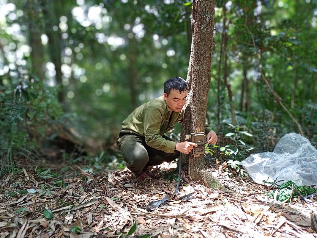 Ngam dong vat quy hiem qua bay anh trong vuon quoc gia Pu Mat-Hinh-4