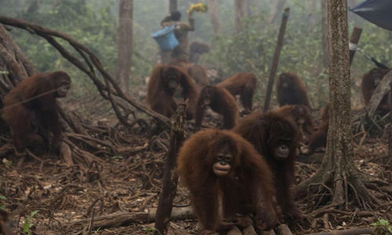 Duoi uoi Indonesia tran xuong pho vi... khoi mu