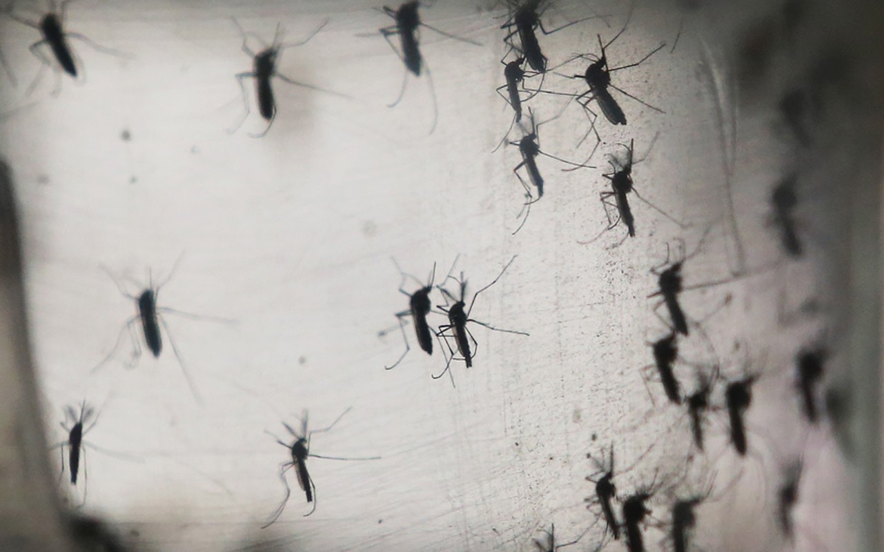 Chum anh virus Zika hoanh hanh o Chau My-Hinh-2