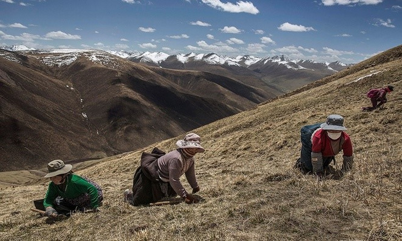 San dong trung ha thao tren nui cao 4.500 m