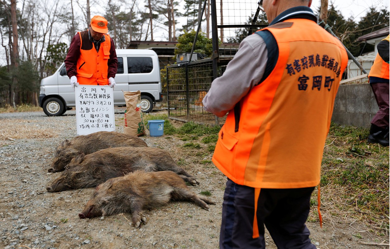 Chum anh lon rung hoanh hanh sau tham hoa hat nhan Fukushima-Hinh-11